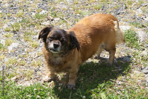 Obraz na płótnie Perro tibetan spaniel hembra senior marrón y castaño en suelo de piedras y hierbas silvestres mirando a cámara en día soleado