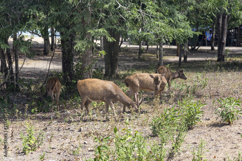 A group of deer feed on Komodo Island in the Komodo National Park in Indonesia.