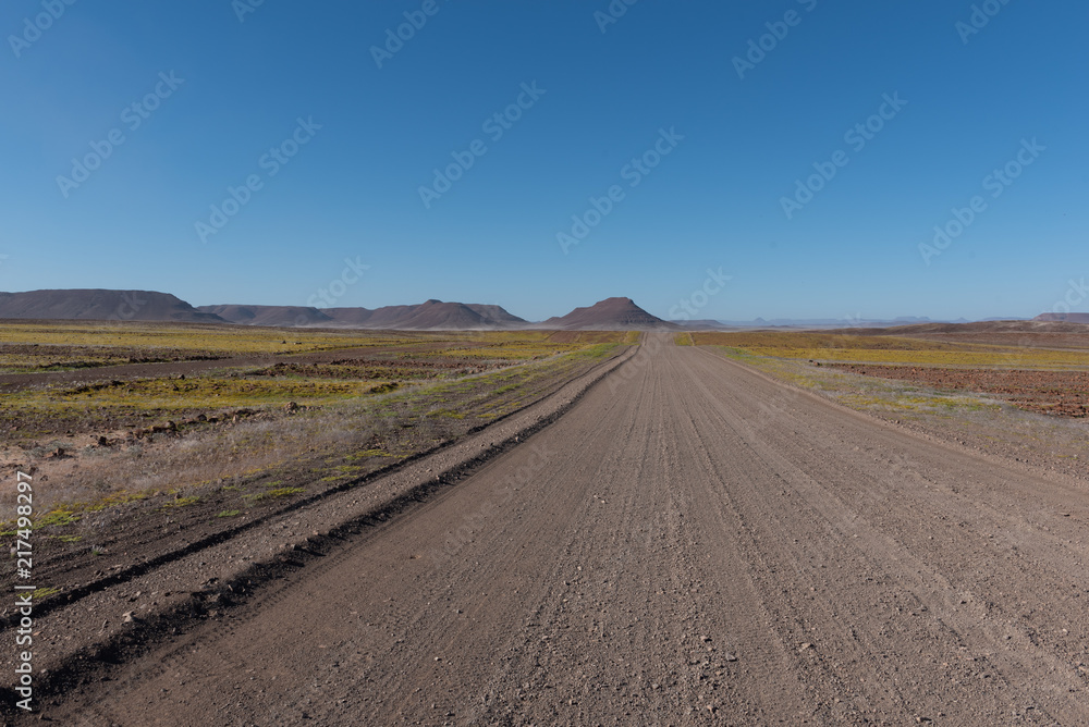 Straight gravel road with yellow flower fields on both sides after rainfall in the desert, Namibia