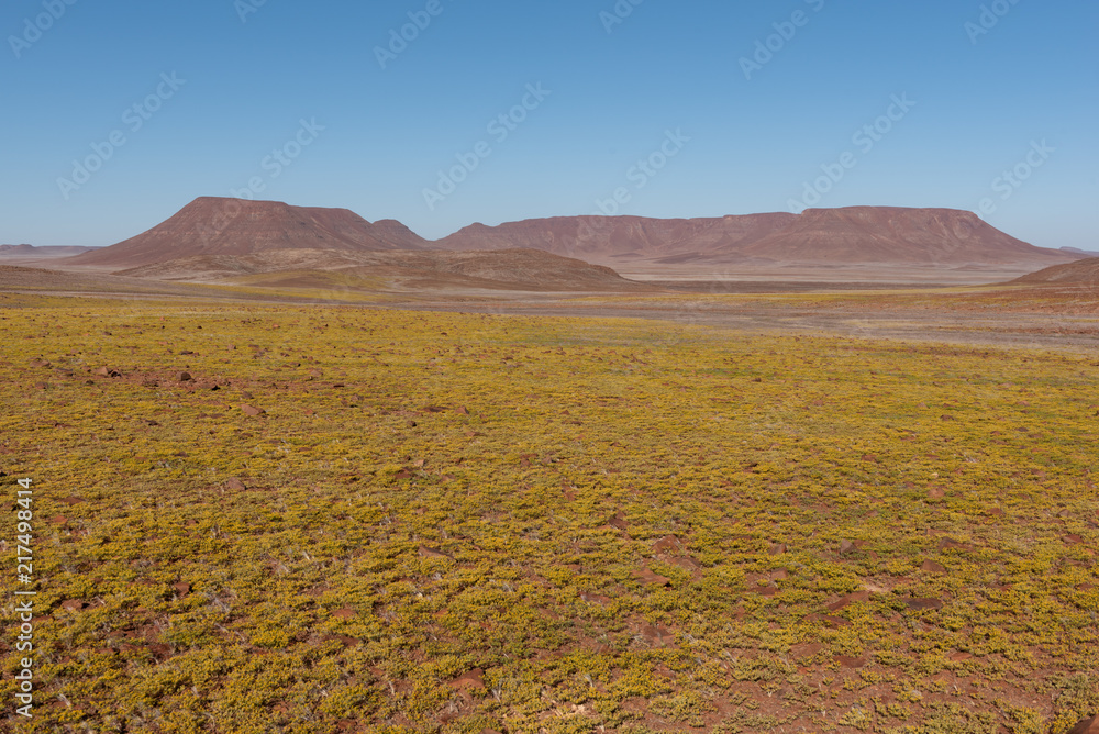 Yellow flower meadow after rainfalls in the namibian desert, Skeleton coast, Namibia