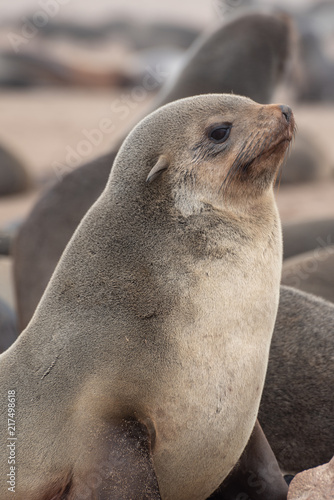 Close up of head portrait of young seal