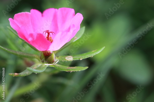 Transparent pink flower on green background