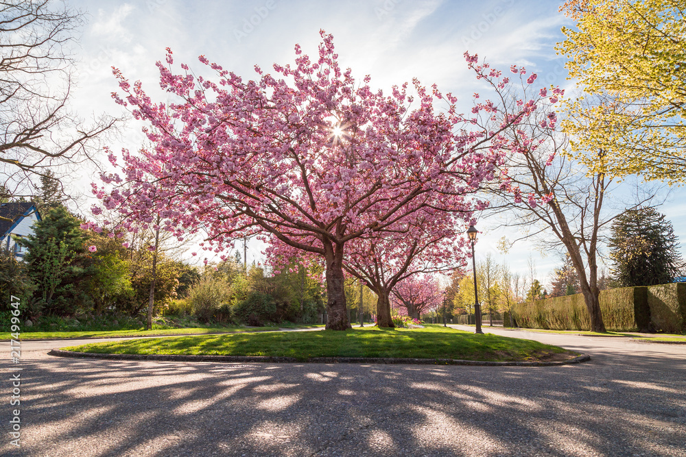 Cherry blossom tree on a boulevard near UBC.