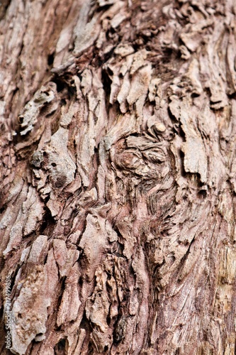 Tree Bark 3