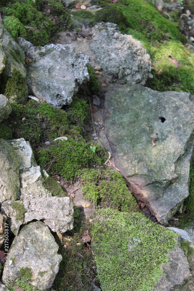 Rocks and moss