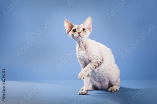 Fotografía Silver Chocolate Tabby Devon Rex