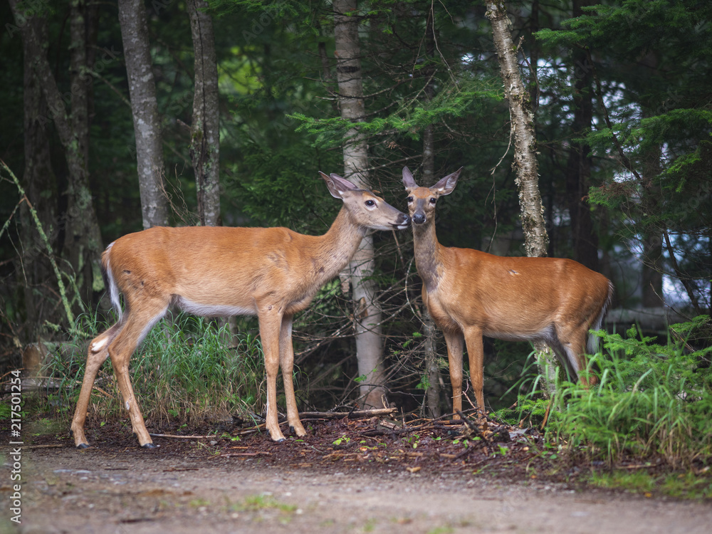 White-tailed deers in Parc National du Mont-Tremblant White-tailed deers in Parc National du Mont-Tremblant