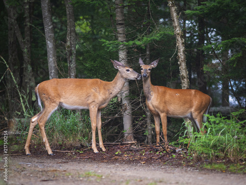 White-tailed deers in Parc National du Mont-Tremblant