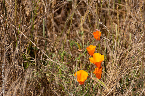 Wallpaper Mural Wildflower Torontodigital.ca