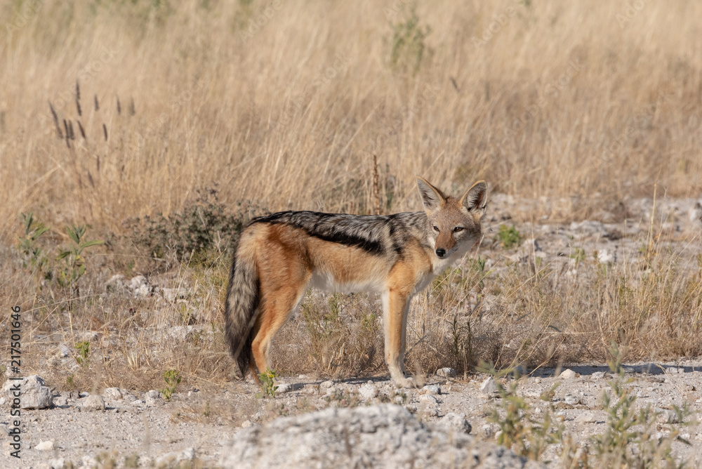 Portrait of black-backed jackal looking to one side in grassland, Etosha National Park, Namibia