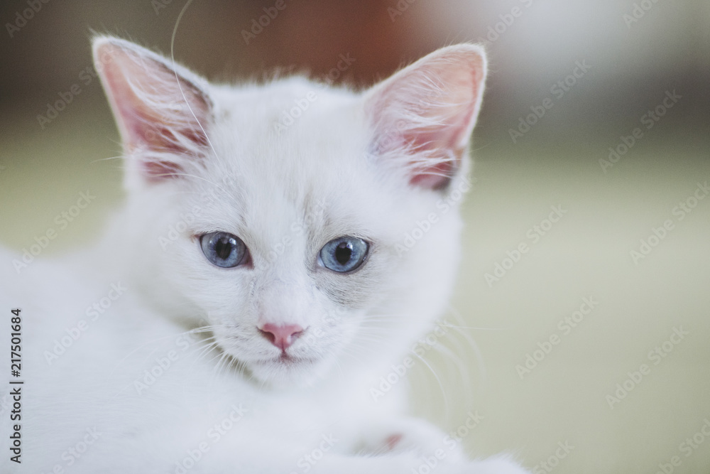 リラックスしている白い猫