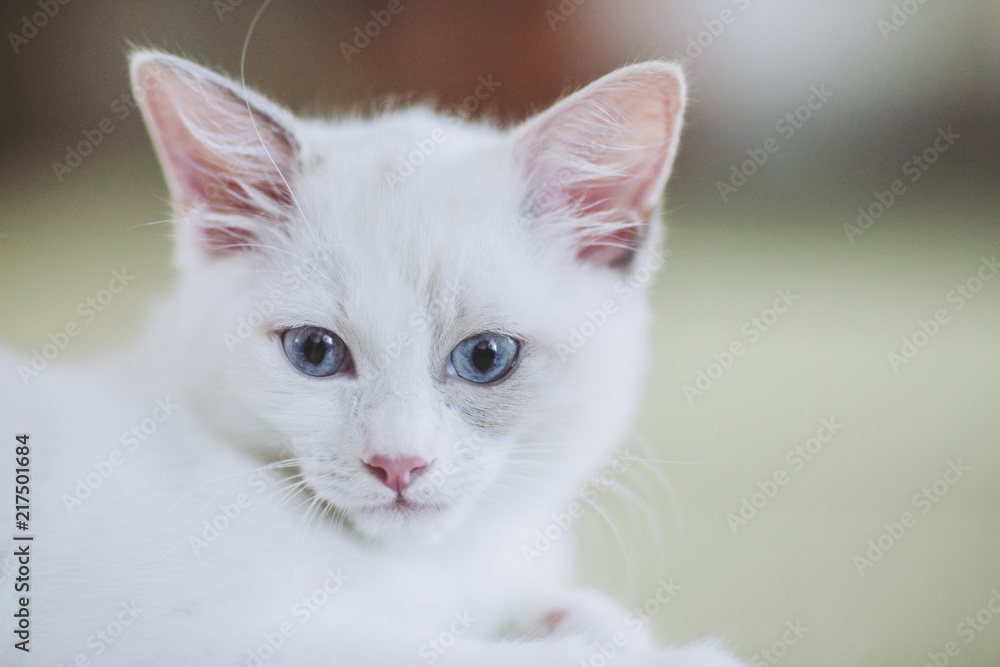 リラックスしている白い猫 リラックスしている白い猫