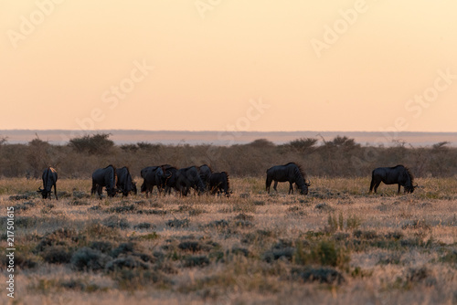 Silhouette of a herd of wildebeest antelopes at dawn, Etosha National Park, Namibia