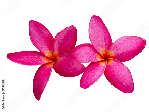 The most beatiful plumeria flowers.