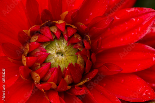 Fototapeta Naklejka Na Ścianę i Meble -  Macro of a red dahlia flower