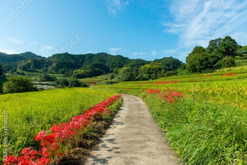 日本の秋の田園風景