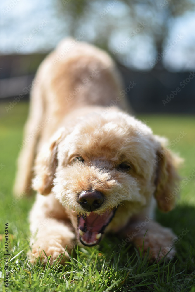 playful dog playful dog