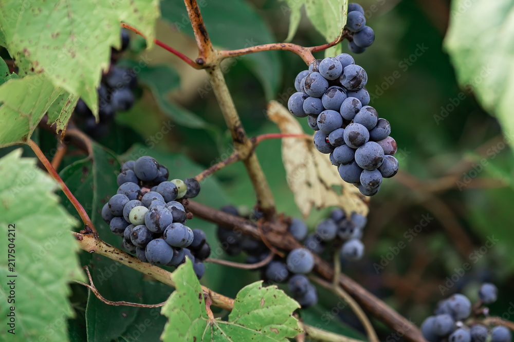 Wild Grapes Vineyard Wine