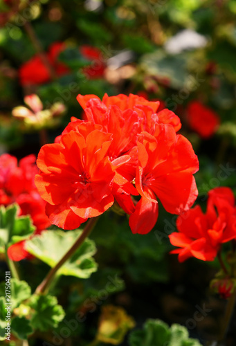 A closeup of a red geranium.