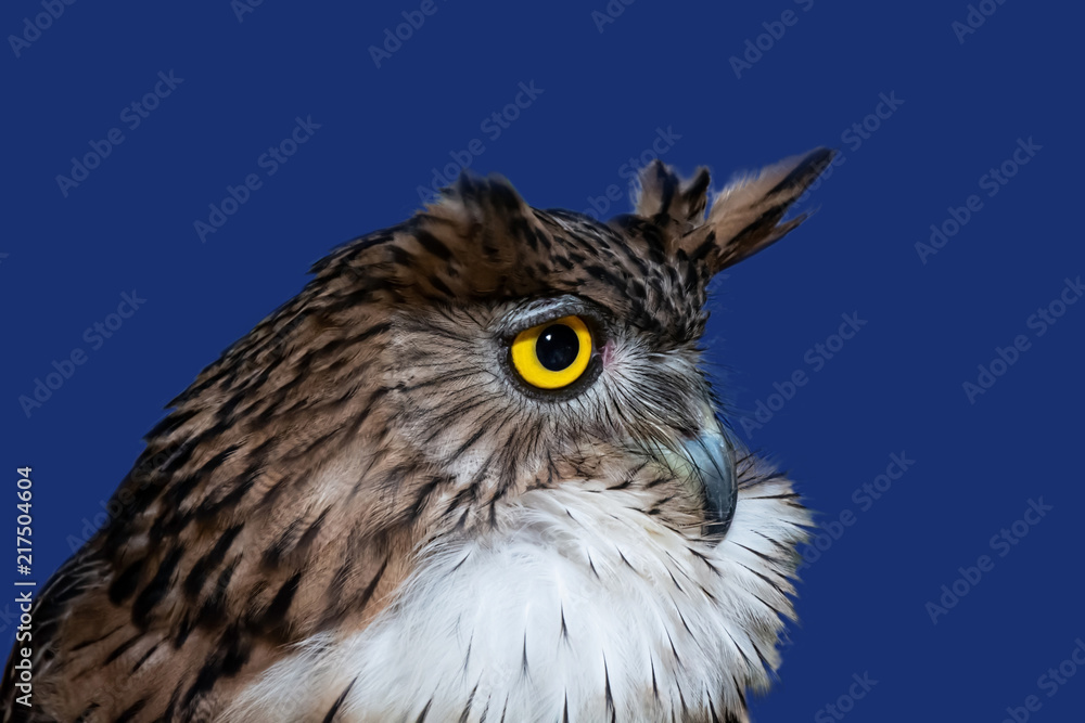 Obraz premium Brown Fish Owl (Ketupa zeylonensis), closeup and isolated on blue background.