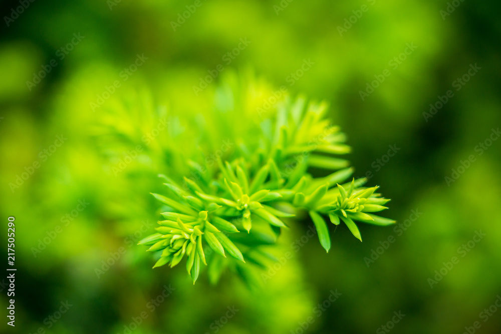 Taxus baccata (Yaw tree) bush in the garden. Selective focus. Taxus baccata (Yaw tree) bush in the garden. Selective focus.