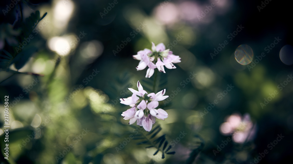 Dreamy desaturated flowers and green leaves nice bokeh. Dreamy desaturated flowers and green leaves nice bokeh.
