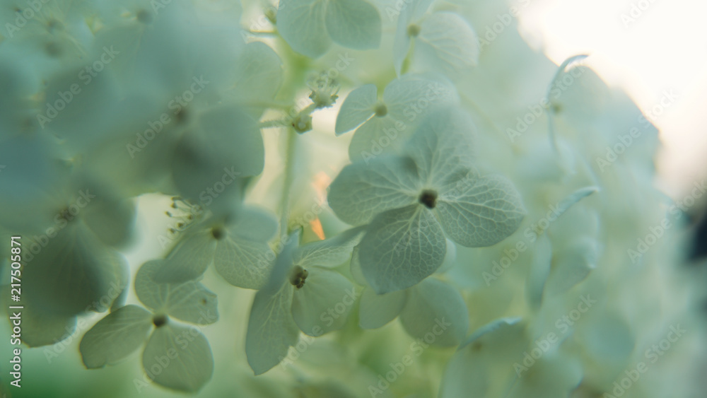 Dreamy light green flowers Dreamy light green flowers