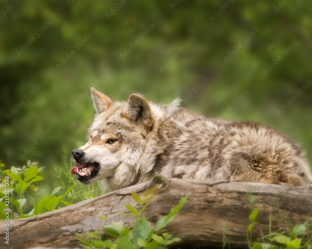 Wolf showing teeth with tongue out Wolf showing teeth with tongue out