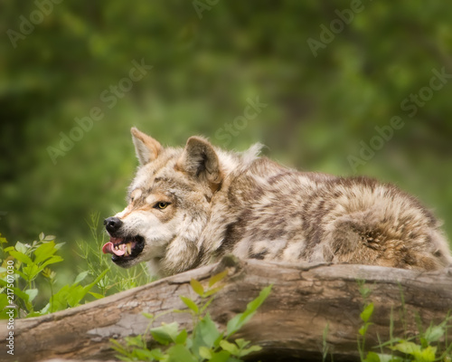 Wolf showing teeth with tongue out