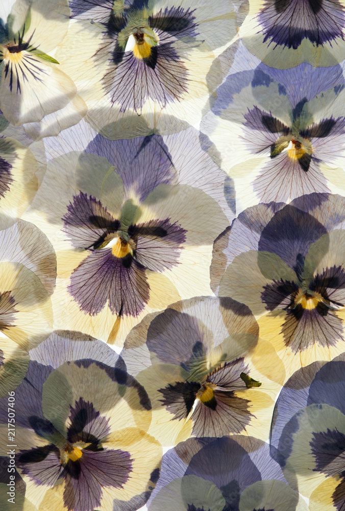 Pressed Pansy flower background