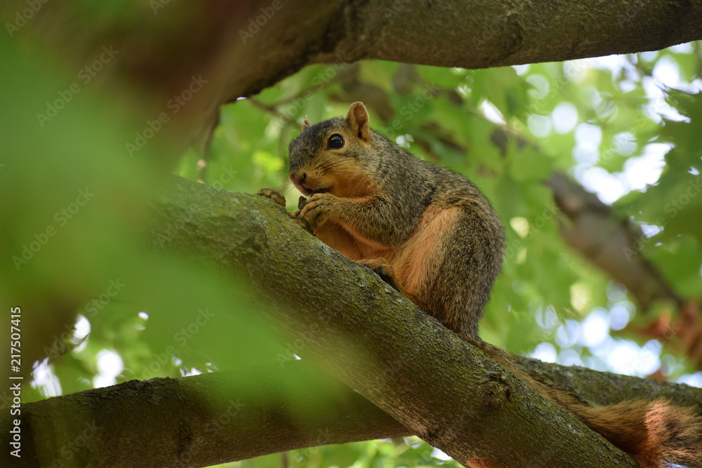 A fox squirrel (Sciurus Niger) eating nuts on a maple tree A fox squirrel (Sciurus Niger) eating nuts on a maple tree