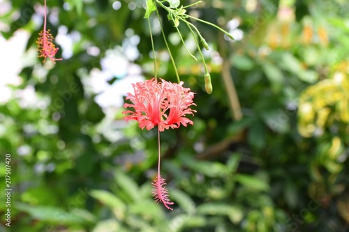 Delicate Japanese lantern (Hibiscus schizopetalus) flower with pinkish red curled petals