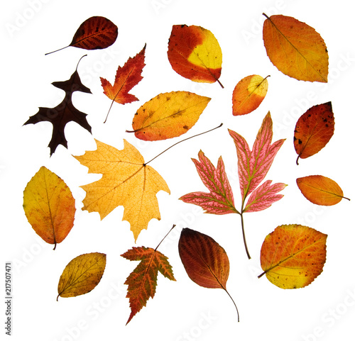 Assorted Autumn leaves isolated on white