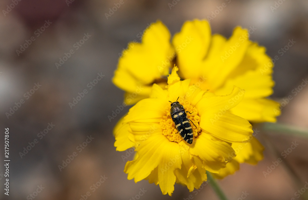 Yellow Flower with Bee close up macro Yellow Flower with Bee close up macro