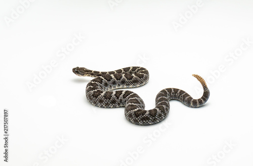 Arizona Black Rattlesnake on White Background Crotalus cerberus