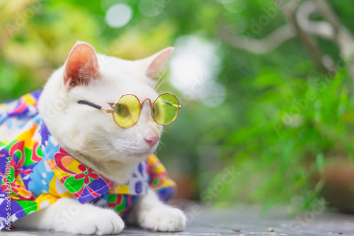 Fototapeta Naklejka Na Ścianę i Meble -  Portrait of Hipster White Cat wearing sunglasses  and shirt,animal  fashion concept.