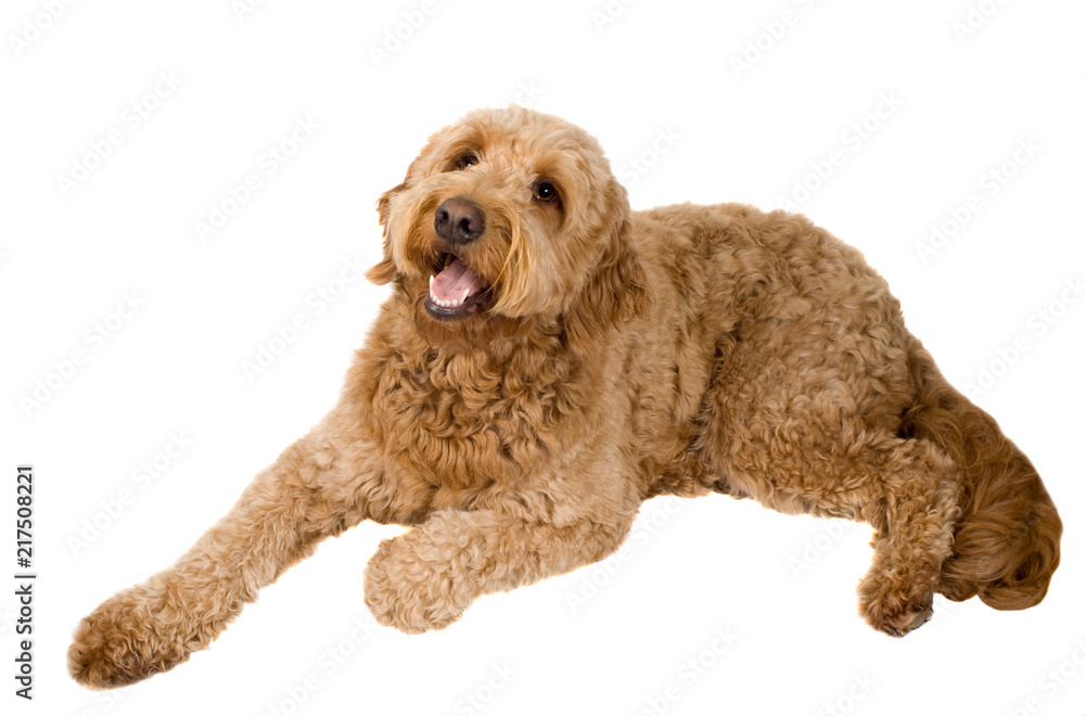 Fototapeta premium Golden Doodle Dog on white