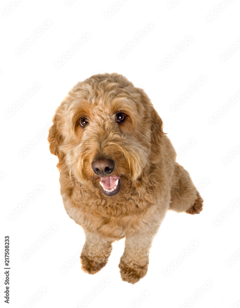 Golden Doodle Golden Doodle