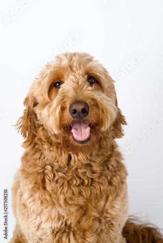 Golden Doodle