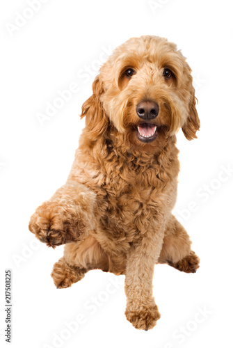 Golden Doodle Dog paw shake