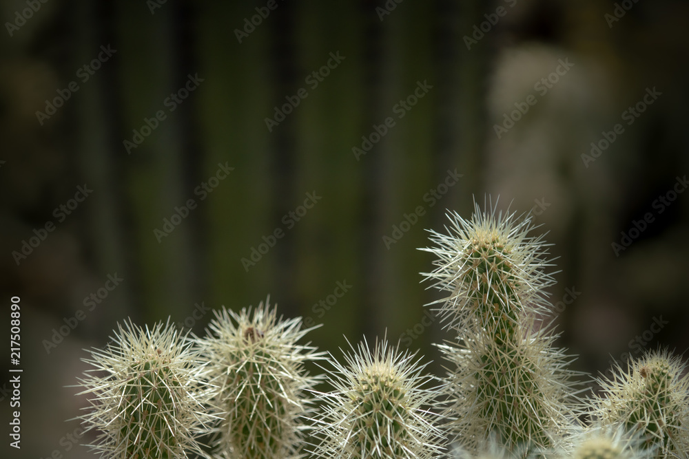 Cholla cactus or Jumping-Cholla with Saguaro in Background Cholla cactus or Jumping-Cholla with Saguaro in Background