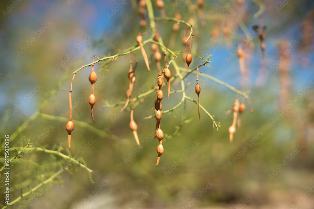 Palo Verde Bean Pods, edible plant of the Sonoran Desert Stock Photo Adobe Stock