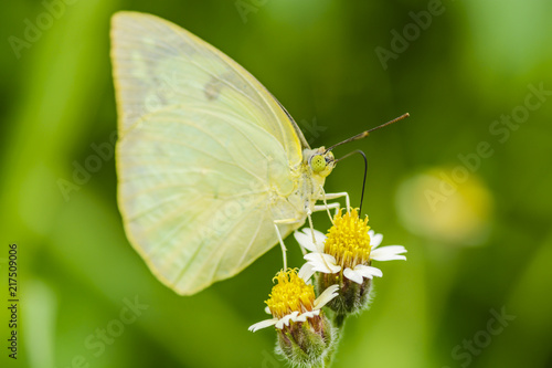 Yellow butterfly on Tridax Flower © Profywit