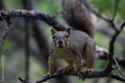 Squirrel Confrontation