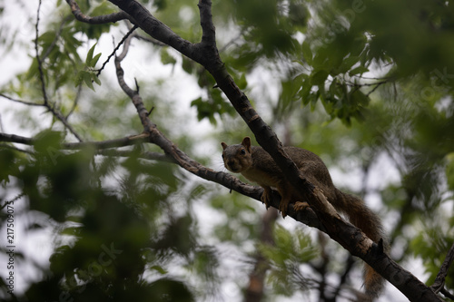 Squirrel in Tree_2