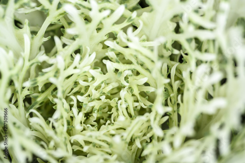 Closeup Osaka cabbage