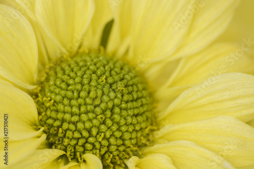 Closeup Pale Yellow chrysanthemum