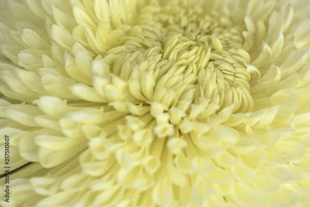 Cream Chrysanthemum Cream Chrysanthemum