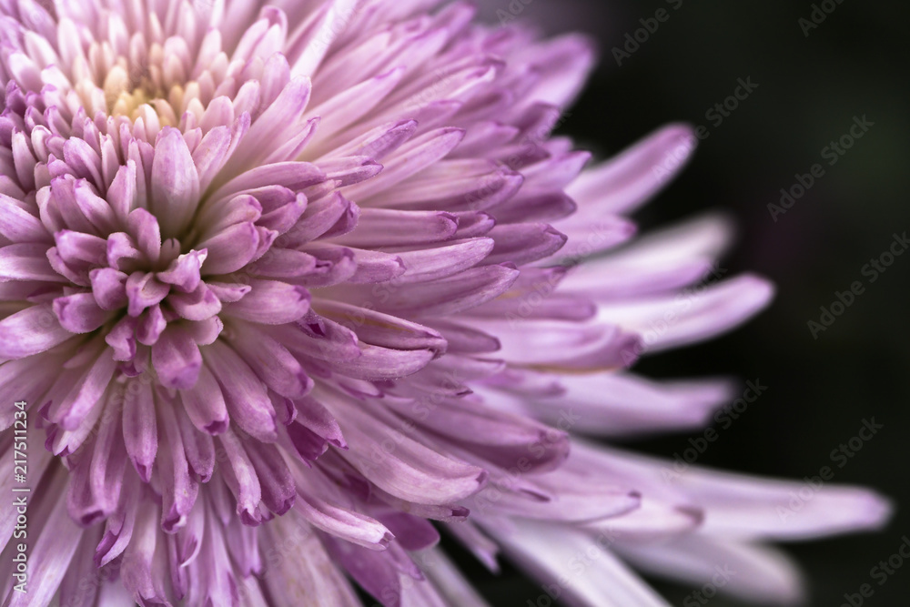 Fancy Pink Spider Mum Fancy Pink Spider Mum