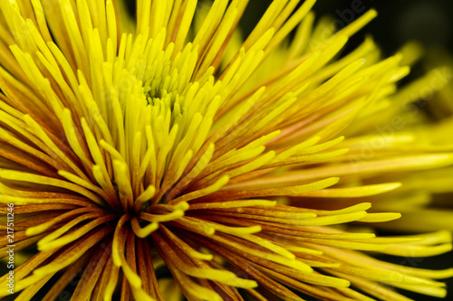 Quilled Bloom chrysanthemum